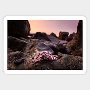 Red Starfish on Rocks Sticker